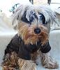 YorkieTalk Fourth Annual Halloween Contest (2008) - SUBMIT YOUR ENTRIES!-045.jpg