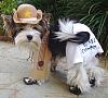 YorkieTalk Fourth Annual Halloween Contest (2008) - SUBMIT YOUR ENTRIES!-030.jpg