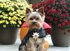 YorkieTalk Fourth Annual Halloween Contest (2008) - SUBMIT YOUR ENTRIES!-draculafinni.jpg