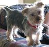 Do You Have 3 or more Yorkies??-trouble-resized.jpg