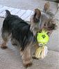 Do You Have 3 or more Yorkies??-chip-9-23-2008-resized-2.jpg