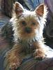 Do You Have 3 or more Yorkies??-gus-9-22-08-1.jpg
