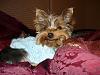 Yorkies That Smile!-picture-004.jpg