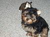 Disipline: For Agressive Pup-marley-tape-ears-reduced.jpg