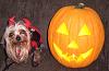 YorkieTalk Fourth Annual Halloween Contest (2008) - SUBMIT YOUR ENTRIES!-dogdressedhalloween2008-171.jpg