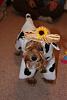 YorkieTalk Fourth Annual Halloween Contest (2008) - SUBMIT YOUR ENTRIES!-029-sm.jpg