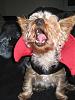 YorkieTalk Fourth Annual Halloween Contest (2008) - SUBMIT YOUR ENTRIES!-picture-169.jpg