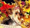 Zoey's Fall Pictures-zoeyfall4.jpg