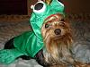 YorkieTalk Fourth Annual Halloween Contest (2008) - SUBMIT YOUR ENTRIES!-008.jpg