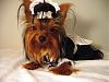 YorkieTalk Fourth Annual Halloween Contest (2008) - SUBMIT YOUR ENTRIES!-2008_10_27-224.jpg