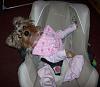 YorkieTalk Fourth Annual Halloween Contest (2008) - SUBMIT YOUR ENTRIES!-kaylathebabyyorkie.jpg