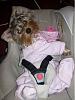YorkieTalk Fourth Annual Halloween Contest (2008) - SUBMIT YOUR ENTRIES!-kaylathebabyyorkie2.jpg