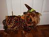 YorkieTalk Fourth Annual Halloween Contest (2008) - SUBMIT YOUR ENTRIES!-dsc07826.jpg