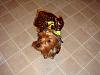 YorkieTalk Fourth Annual Halloween Contest (2008) - SUBMIT YOUR ENTRIES!-dsc07823.jpg