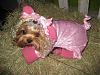 YorkieTalk Fourth Annual Halloween Contest (2008) - SUBMIT YOUR ENTRIES!-miss-piggy-tatum-1.jpg
