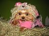 YorkieTalk Fourth Annual Halloween Contest (2008) - SUBMIT YOUR ENTRIES!-miss-piggy-tatum-2.jpg