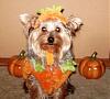 YorkieTalk Fourth Annual Halloween Contest (2008) - SUBMIT YOUR ENTRIES!-img_0220.jpg