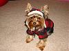 YorkieTalk Fourth Annual Halloween Contest (2008) - SUBMIT YOUR ENTRIES!-dsc08964.jpg