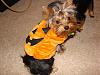 YorkieTalk Fourth Annual Halloween Contest (2008) - SUBMIT YOUR ENTRIES!-dsc08962.jpg