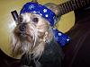 YorkieTalk Fourth Annual Halloween Contest (2008) - SUBMIT YOUR ENTRIES!-travers-willie-nelson-14-c.jpg