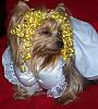 YorkieTalk Fourth Annual Halloween Contest (2008) - SUBMIT YOUR ENTRIES!-pippin-marilyn-monroe-grate-23-c-funny-look.jpg