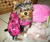 YorkieTalk Fourth Annual Halloween Contest (2008) - SUBMIT YOUR ENTRIES!-punk-rocker-chick.jpg