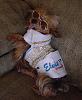 YorkieTalk Fourth Annual Halloween Contest (2008) - SUBMIT YOUR ENTRIES!-maxx-elvis-4.jpg