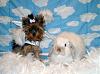 YorkieTalk Fourth Annual Halloween Contest (2008) - SUBMIT YOUR ENTRIES!-yorkiepuppie-01.jpg