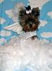 YorkieTalk Fourth Annual Halloween Contest (2008) - SUBMIT YOUR ENTRIES!-yorkiepuppie-02.jpg
