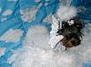 YorkieTalk Fourth Annual Halloween Contest (2008) - SUBMIT YOUR ENTRIES!-yorkiepuppie-03.jpg