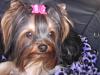 First professional groom for Roxie-first-groomroxie-004-600-x-450-.jpg