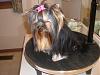 First professional groom for Roxie-first-groomroxie-018-600-x-450-.jpg