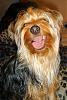Yorkies That Smile!-l_925495981c5c209ede3ece39c45adf19.jpg