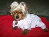 Yorkies That Smile!-daizypjs1.jpg
