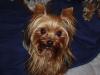 What is a baby doll face yorkie?  Can someone show me what they look like?-pa092777.jpg