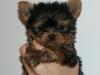 What is a baby doll face yorkie?  Can someone show me what they look like?-fabianb6wks.jpg
