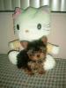 What is a baby doll face yorkie?  Can someone show me what they look like?-simg5041_600_x_800_-1-.jpg
