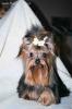 What is a baby doll face yorkie?  Can someone show me what they look like?-6190usbc9i.jpg