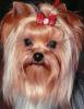 What is a baby doll face yorkie?  Can someone show me what they look like?-babyface.jpg