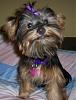 Yorkies That Smile!-bella-smile.jpg