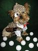 YorkieTalk Halloween Contest 2008 WINNERS!-progolfer.jpg