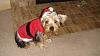 So Disappointed!!!-stewie-christmas-002.jpg