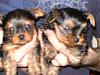 Finally able to post some good news....LOOK!!-new-pups.jpg