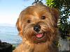 Yorkies That Smile!-img_2464.jpg