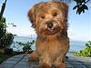 Yorkies That Smile!-img_2459.jpg