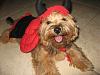 Yorkies That Smile!-img_2410.jpg