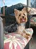 Yorkies That Smile!-patio-006.jpg