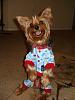 Yorkies That Smile!-037.jpg