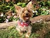 Yorkies That Smile!-xmas3.jpg