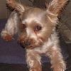 Who wants another yorkie!!!-evo.jpg